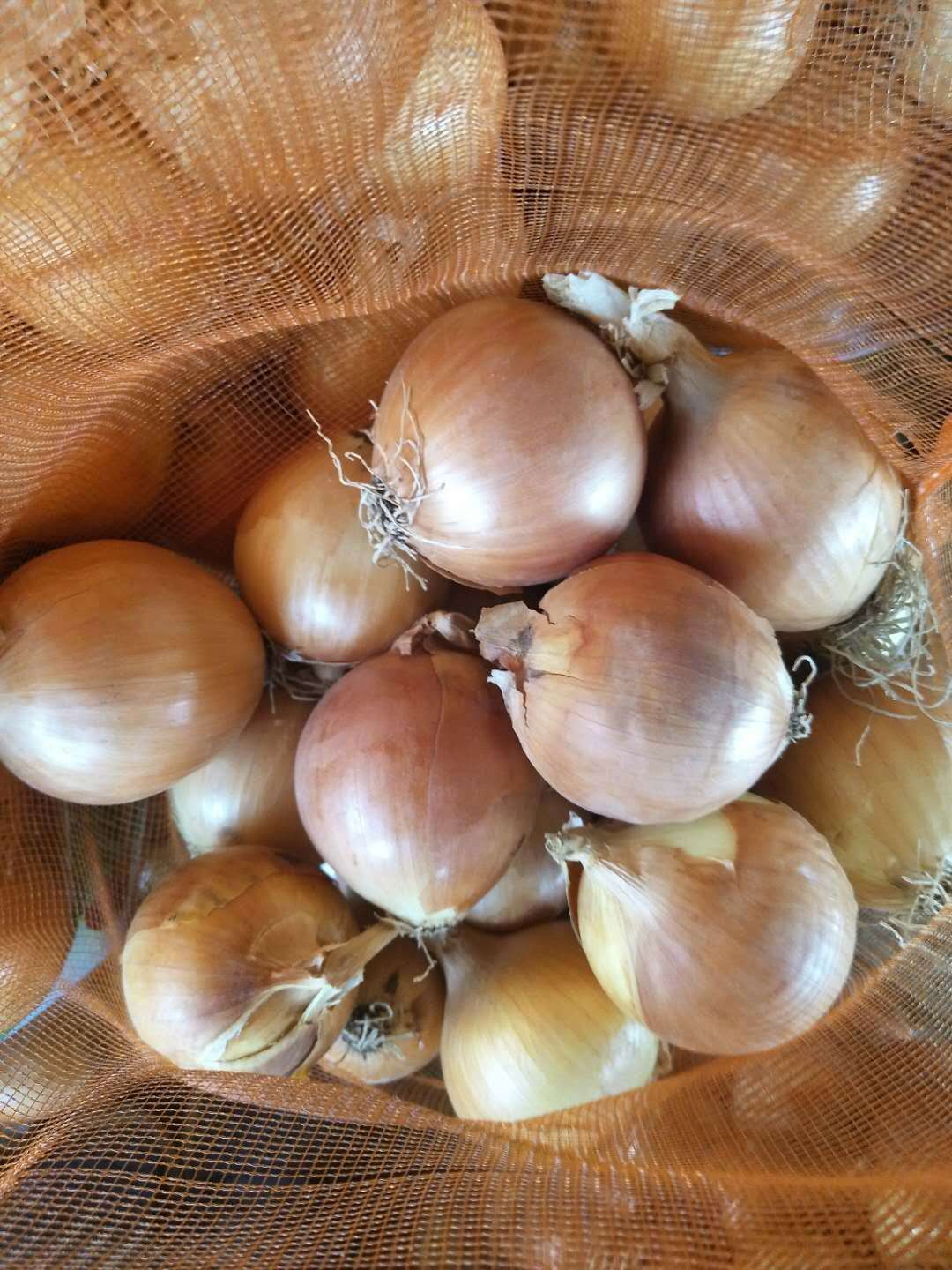 China fresh yellow onion, red onion 5-8cm wholesale