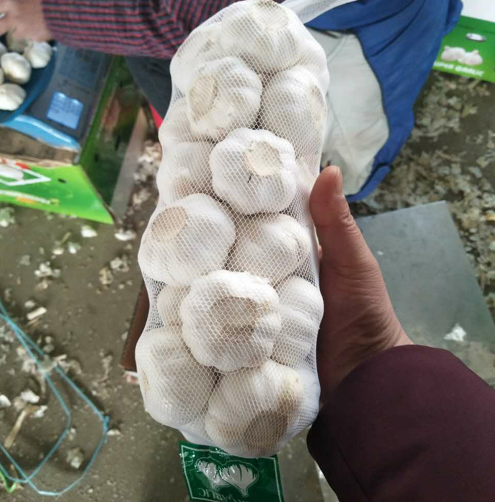 China fresh garlic 6.0cm 1kg small pack