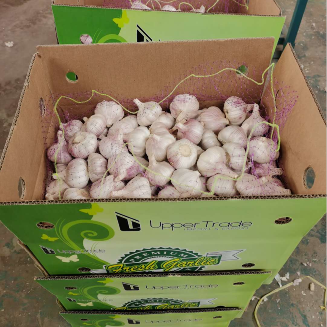 China fresh garlic 6.0cm 10kg caron pack