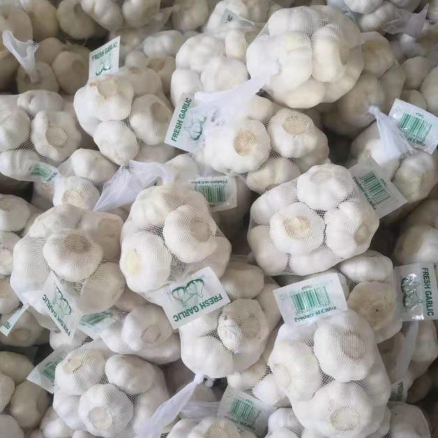 China fresh garlic export, pure white garlic GAP quality