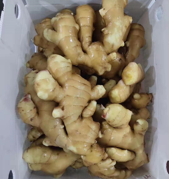 China export quality fresh ginger 100g/150g+