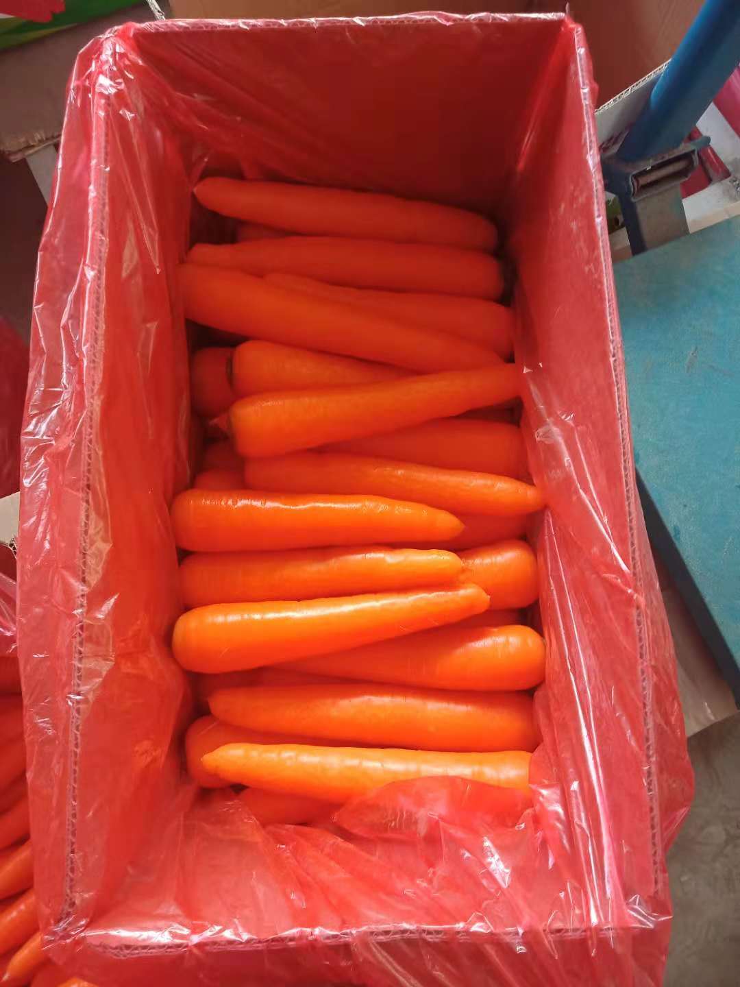 China fresh carrot 80-150-200g, red carrot wholesale
