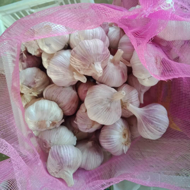China normal white garlic 5.0-6.0cm 10kg mesh pack