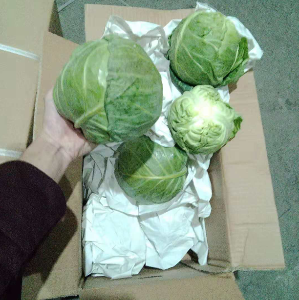 Chinese fresh cabbage export, round cabbage wholesale