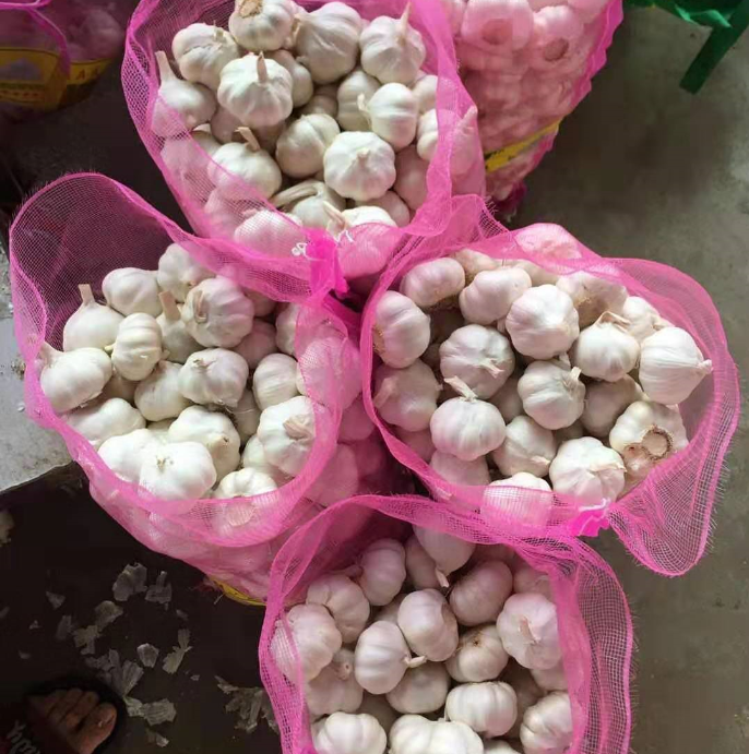 China pure white garlic 5.0/6.0cm,GAP quality snow white garlic bulk sale