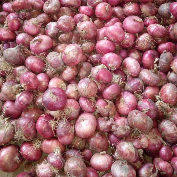China red onion 5-7cm bulk sale, new season fresh onion export