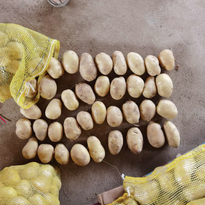 Chinese fresh potato export 150g, yellow potato bulk sale price