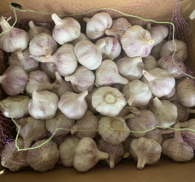 China red garlic 6.0cm export, GAP quality fresh garlic supply