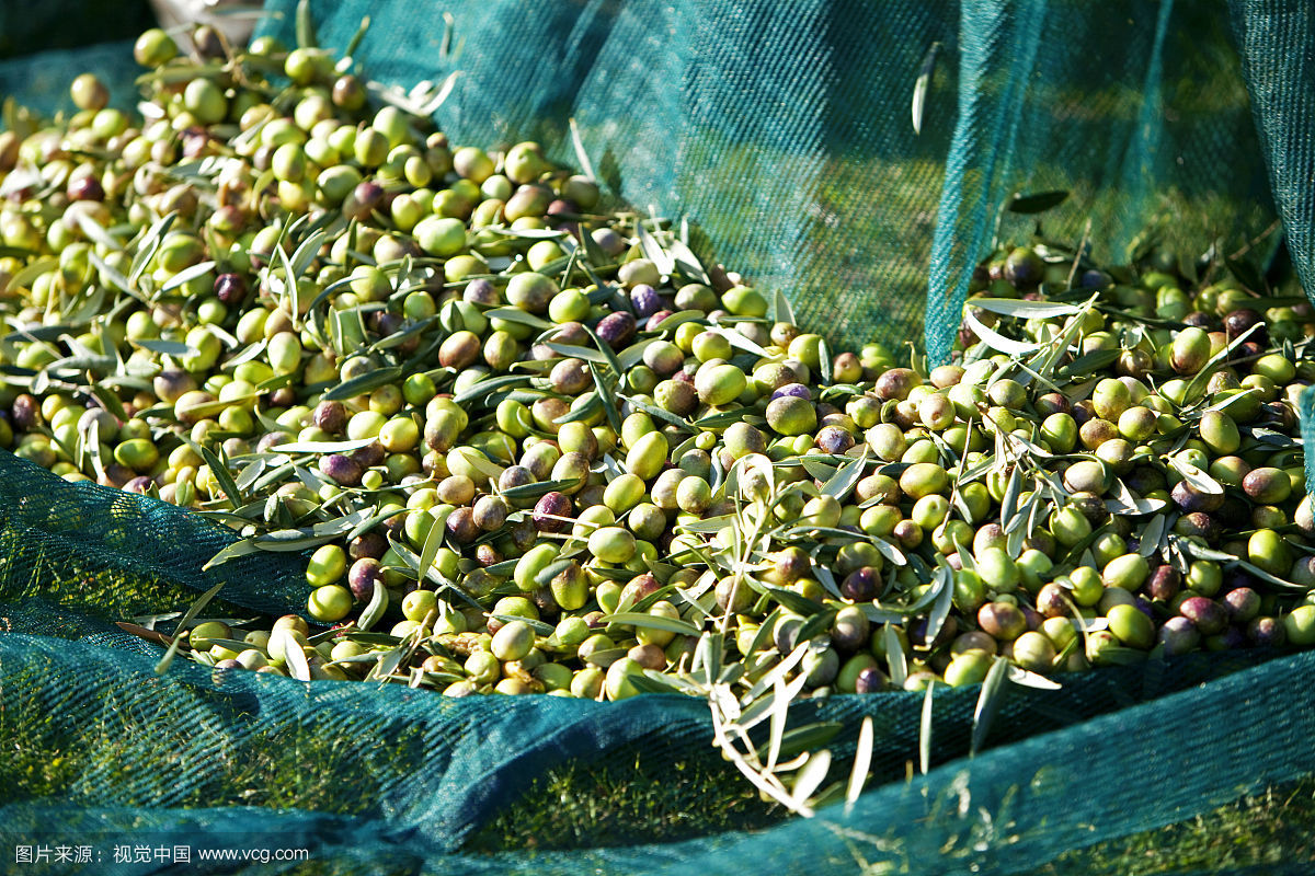 Olive net