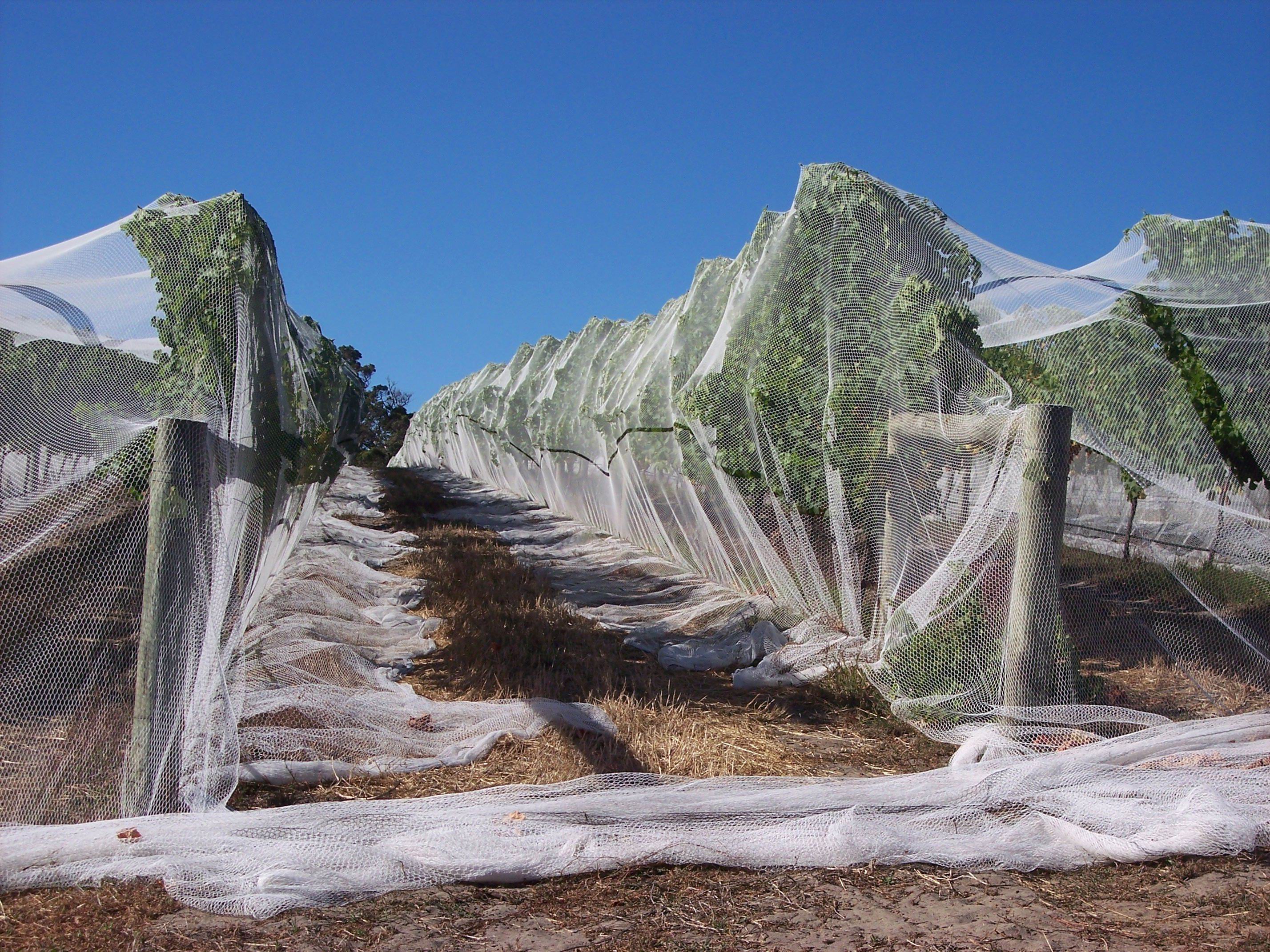 Anti hail net