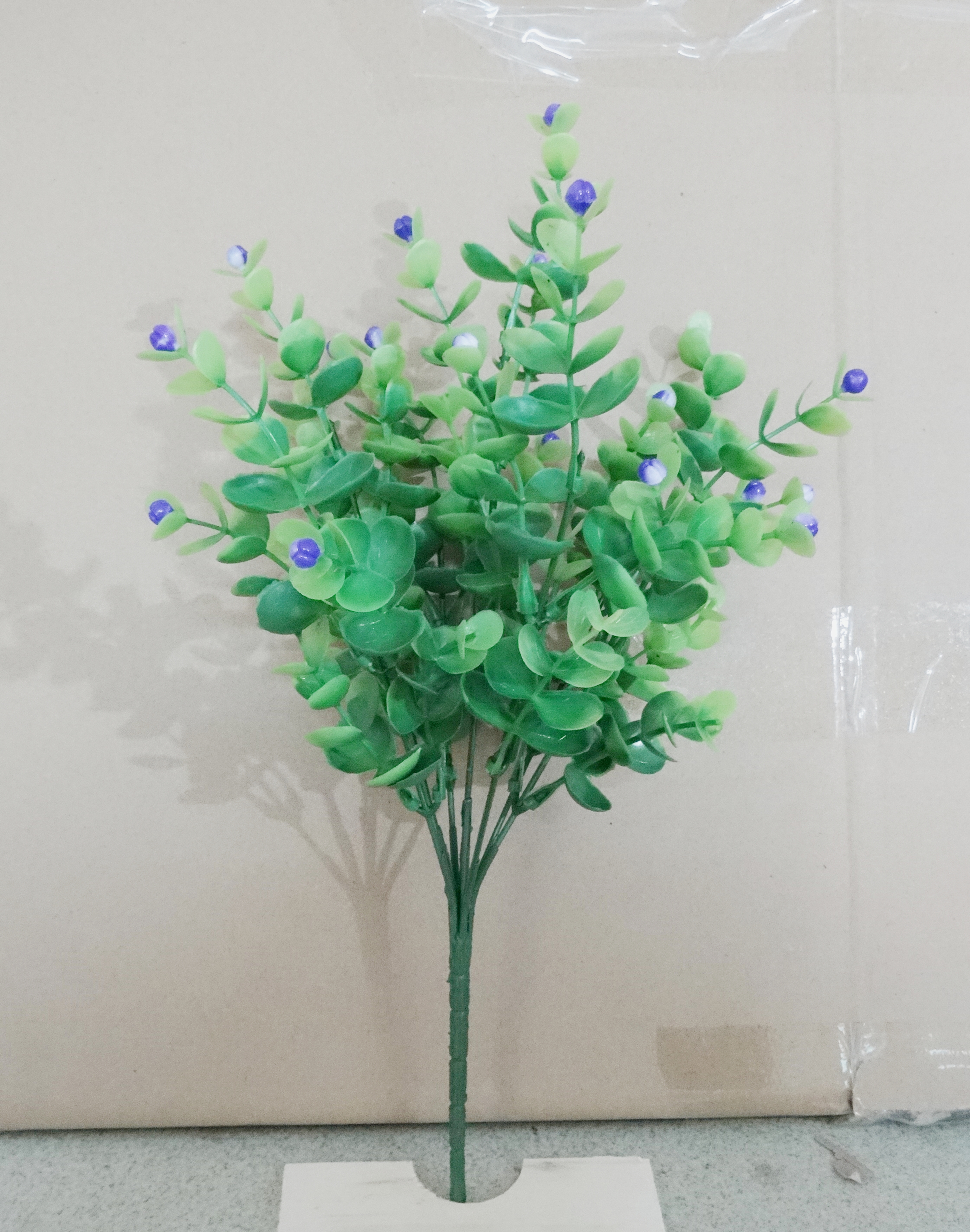 Eucalyptus Buhs X7