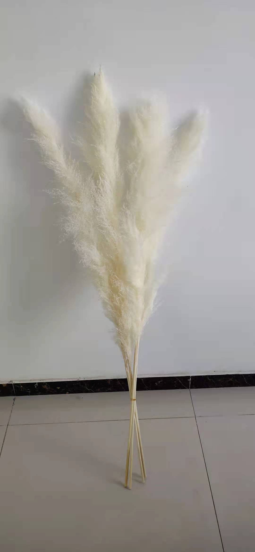 Long Reed(dry flower, dried flower)