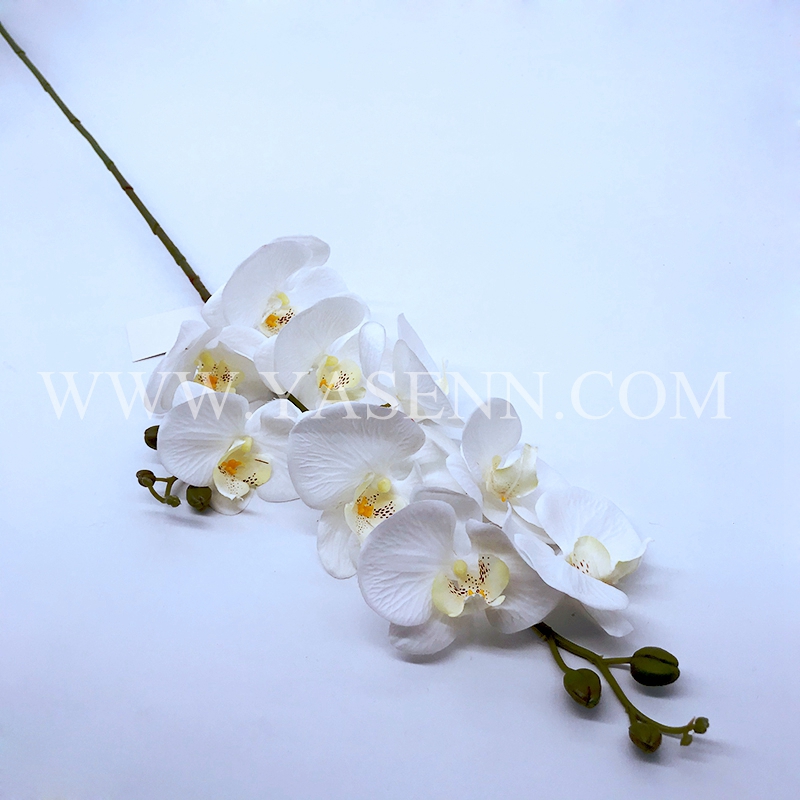 Single phalaenopsis