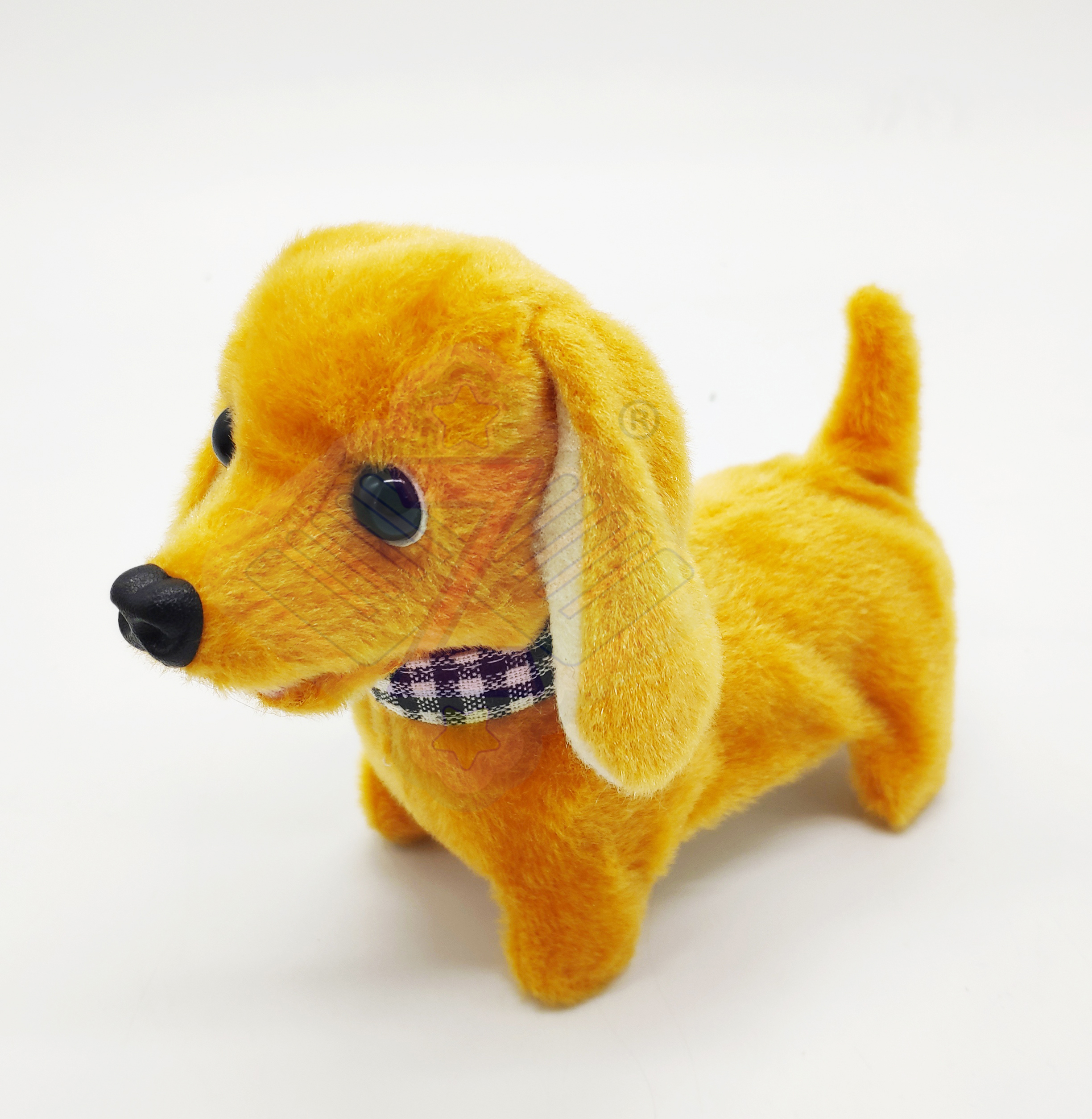 dachshund