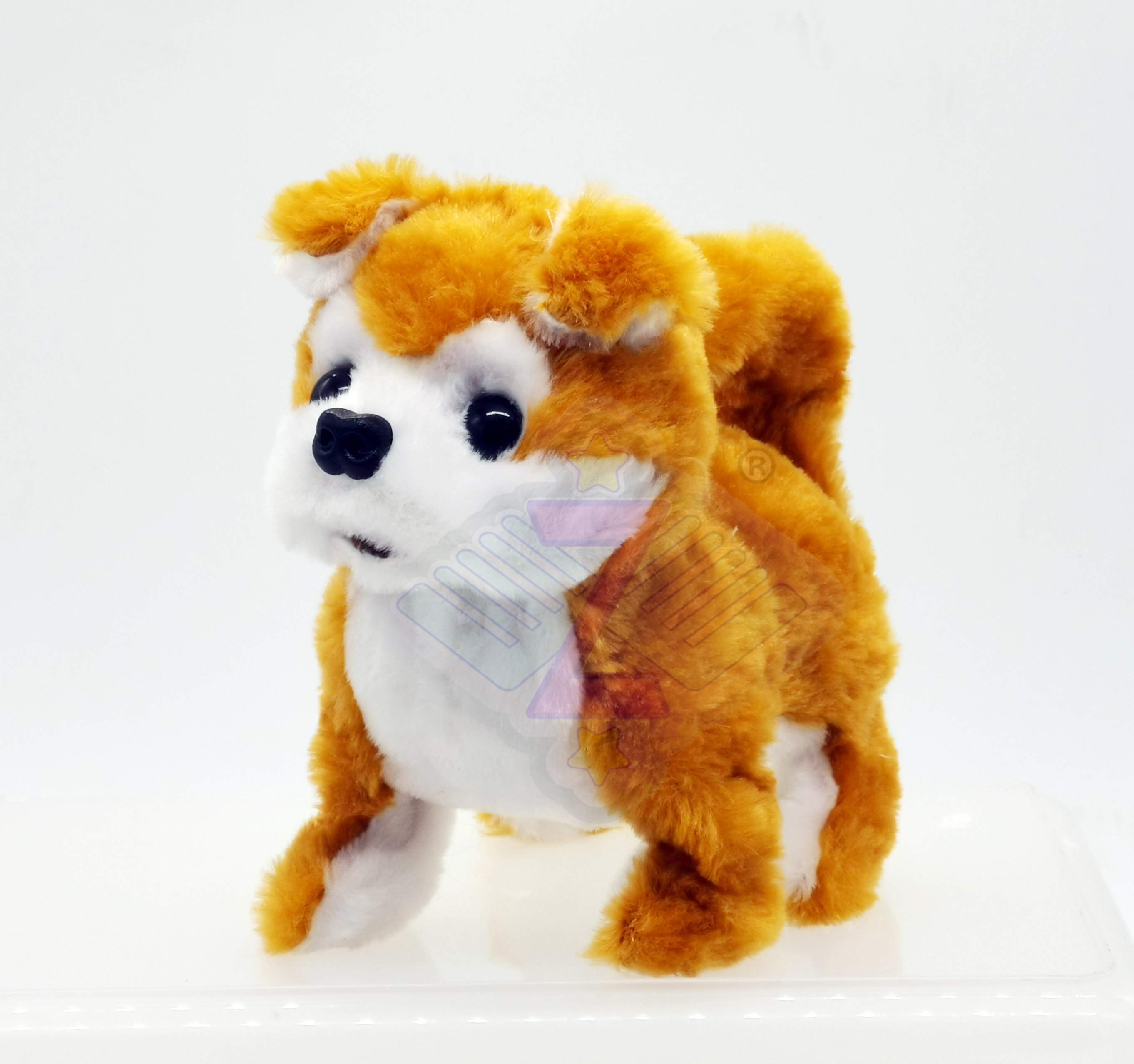 Shiba inu