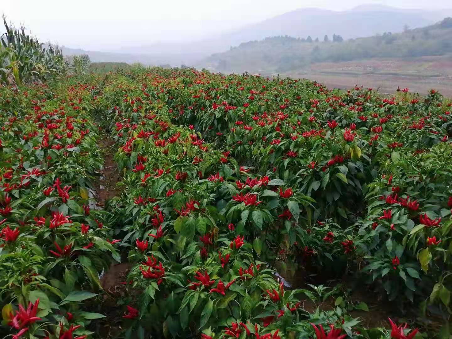 Linzhou Sanying Pepper Food Co., Ltd. – frozen peppers 3
