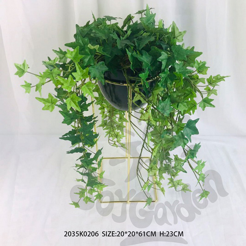 Plant in pot