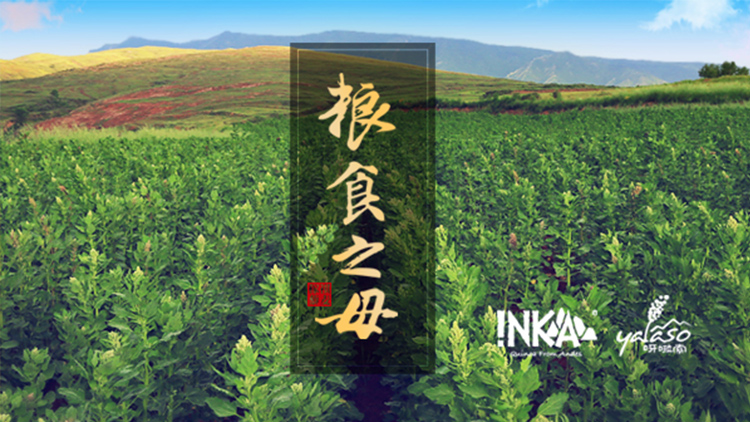 Shanxi Plant Extract Technology Co., Ltd. – 藜麦 1