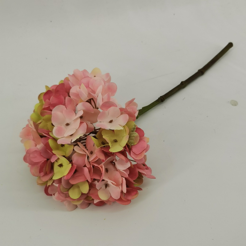 hydrangea
