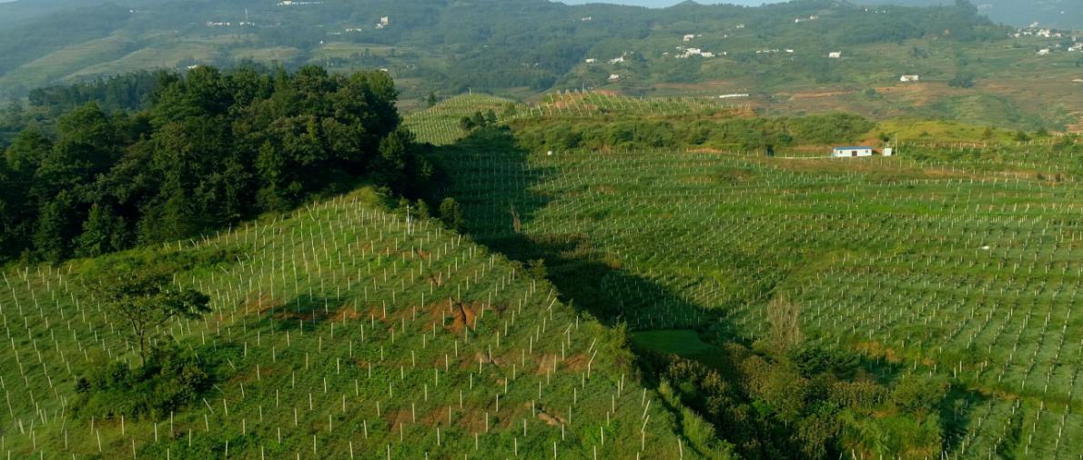 Shuicheng County Hongxing Green Agricultural Investment Co., Ltd. – Photos produits 3