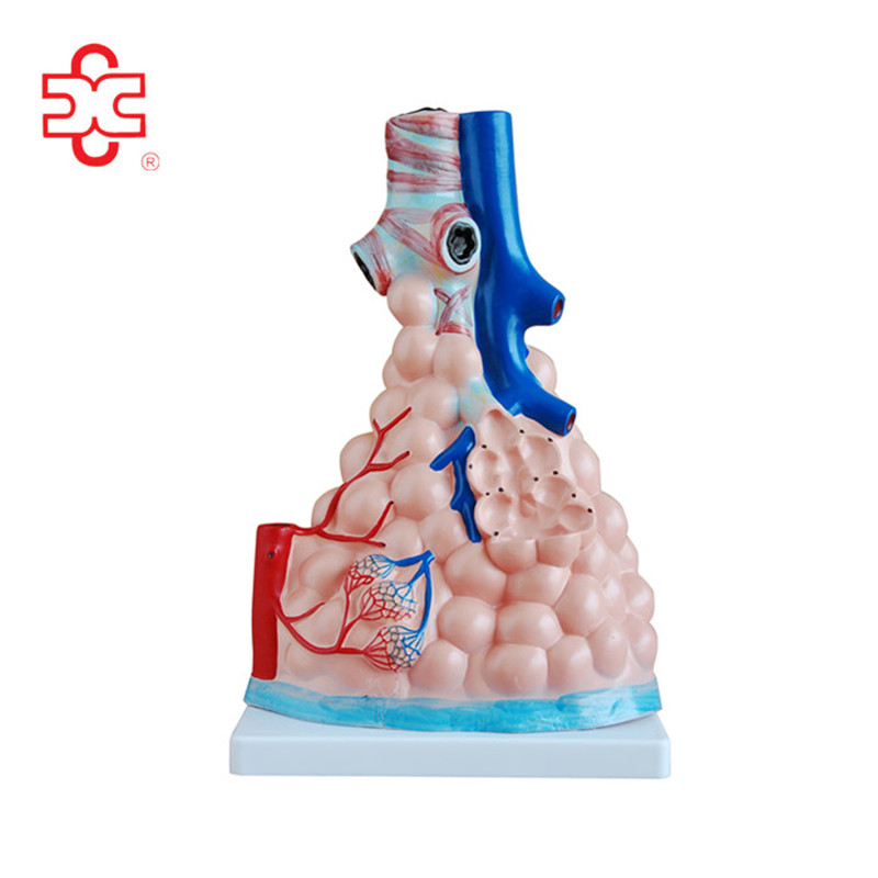 XINCHENG SCIENTIFIC INDUSTRIES CO., LTD. – colchoneta de yoga 4