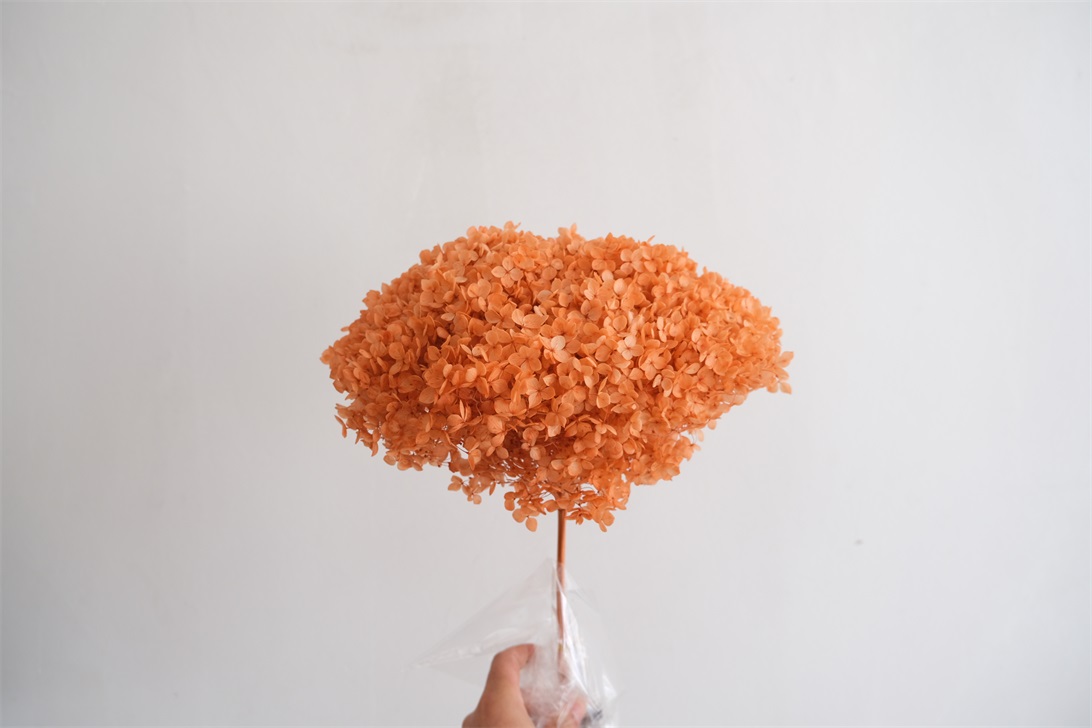 Preserved Items-1