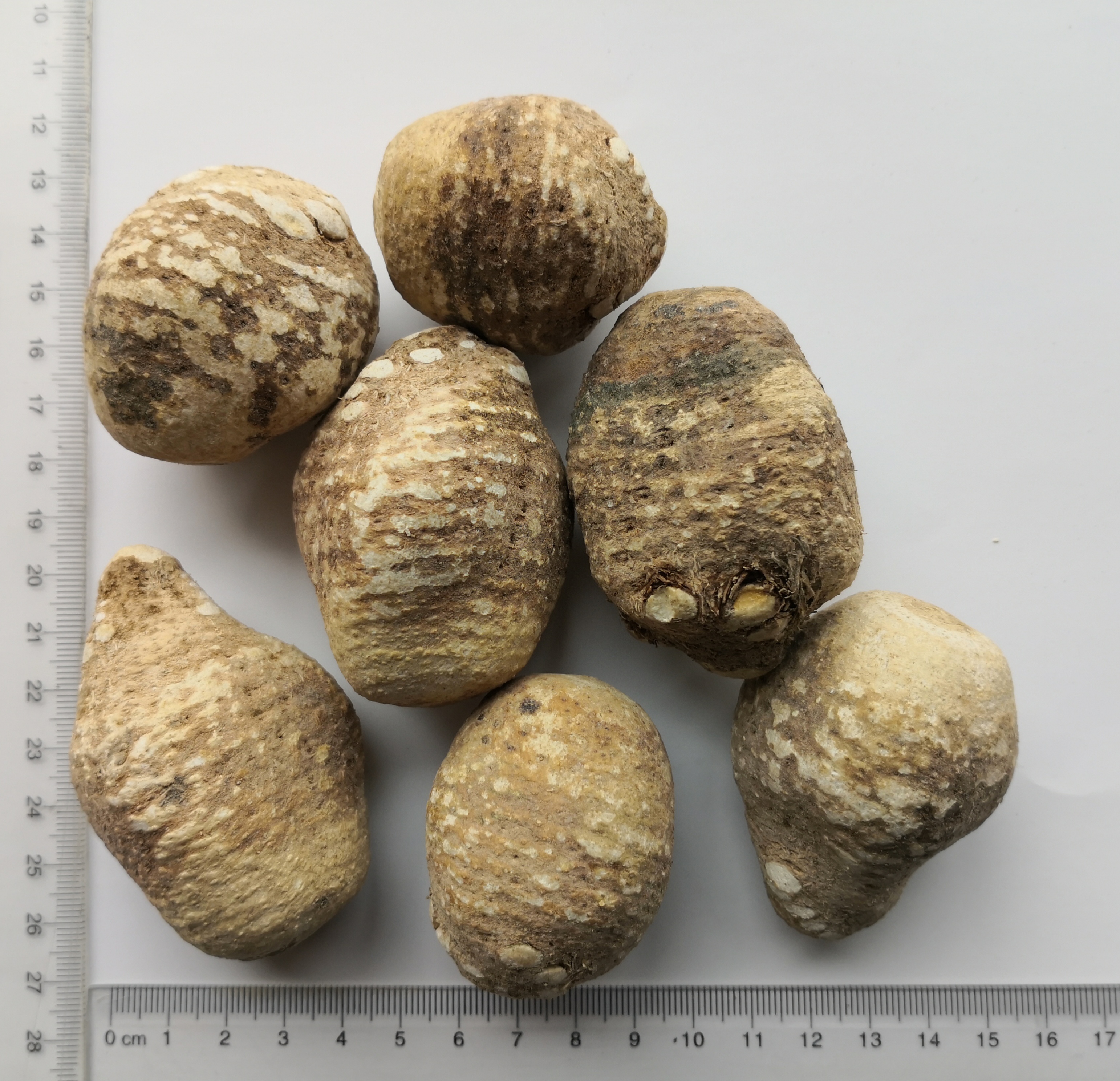 Alismatis Rhizoma