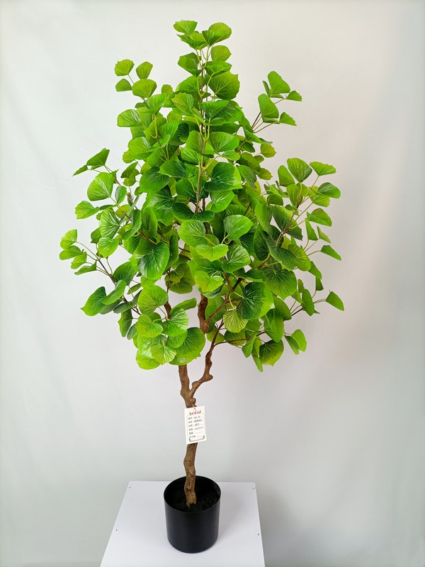 LHYS 01-38 Populus tree Green