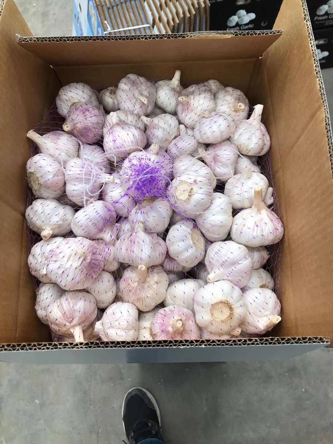 fresh garlic Alho export to Brazil