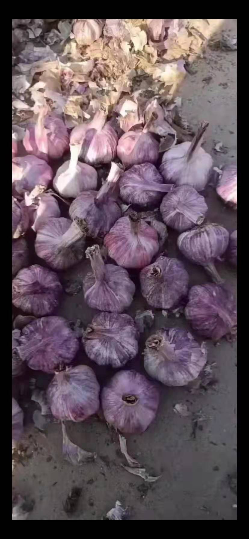 2021crop new harvest fresh garlic