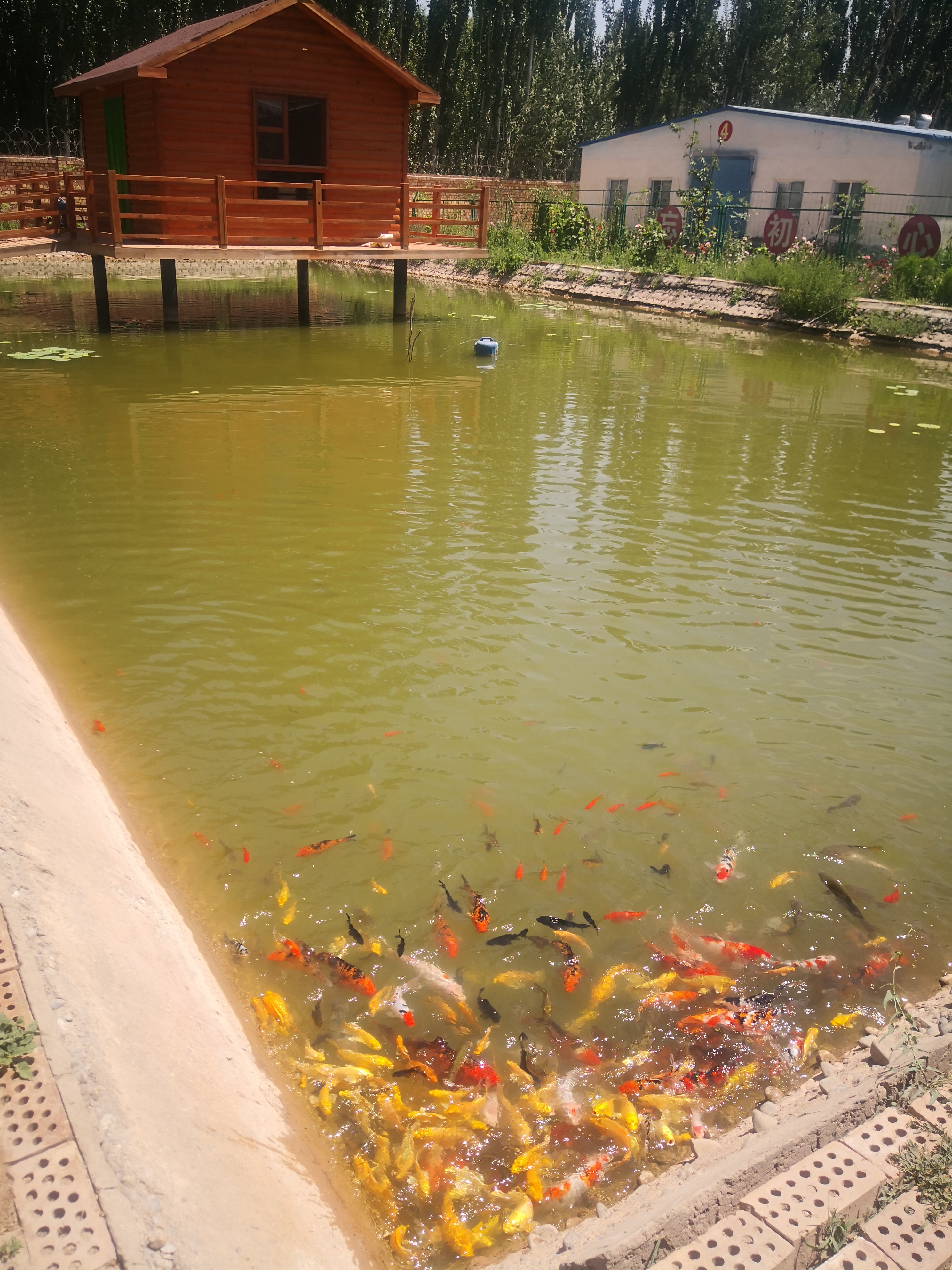 Kashgar Xintou Pigeon Industry Co., Ltd. – Photos produits 2