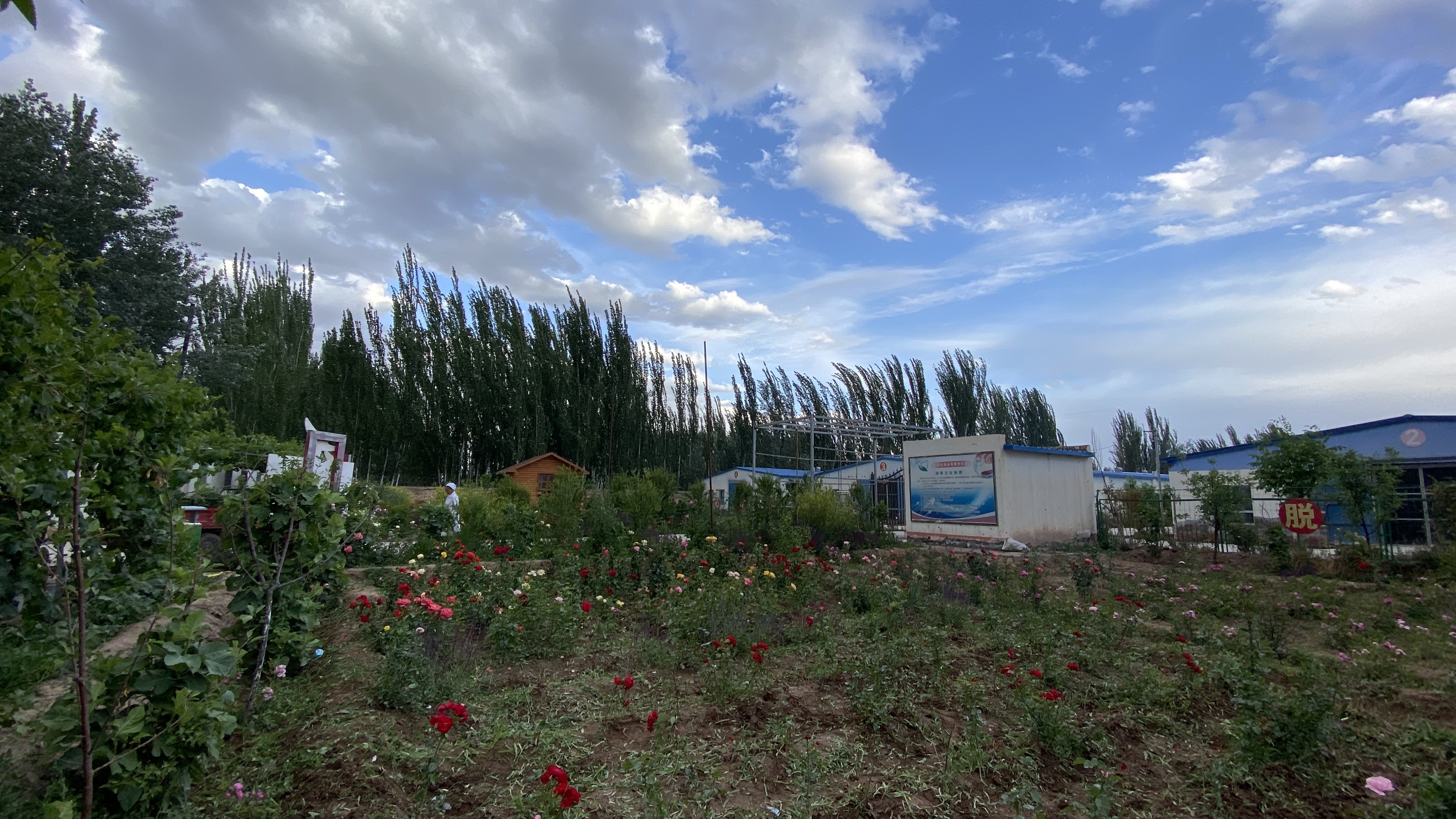 Kashgar Xintou Pigeon Industry Co., Ltd. – Photos produits 3