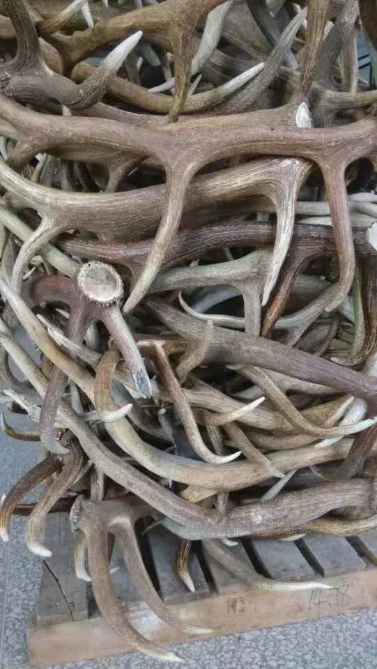 Antlers