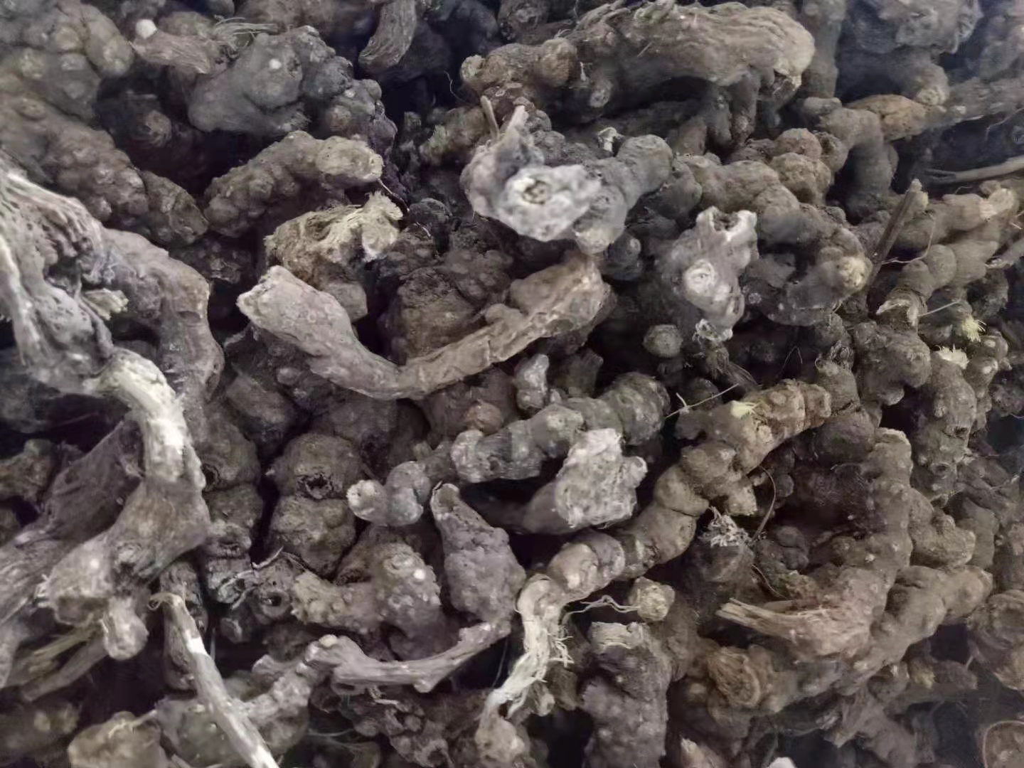 Chinese atractylodes