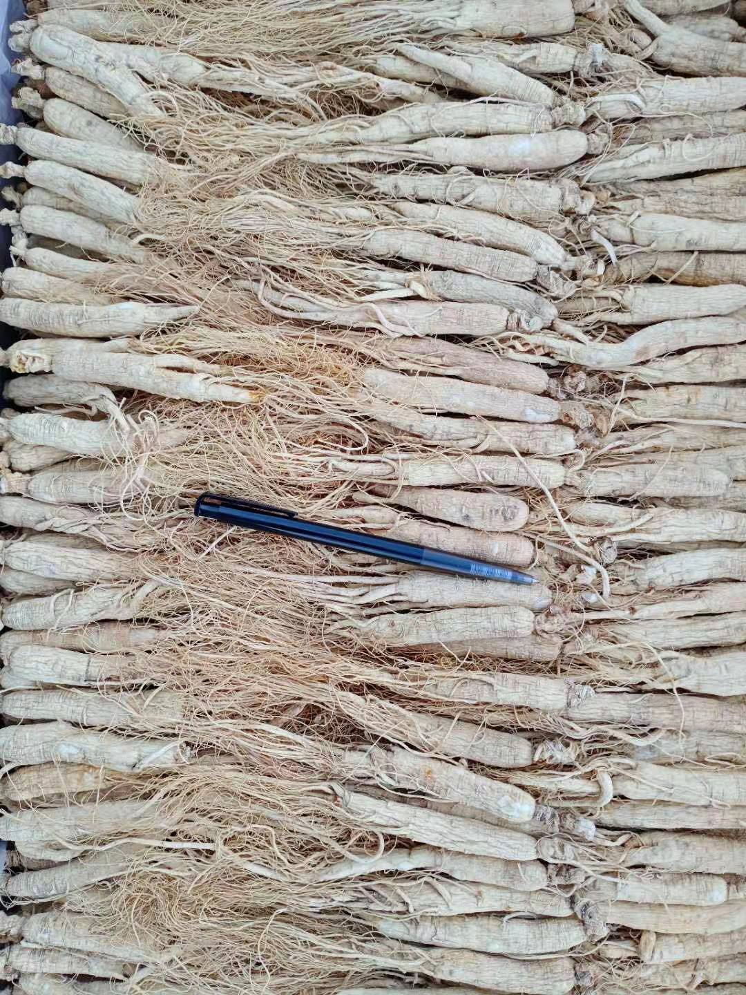 White ginseng