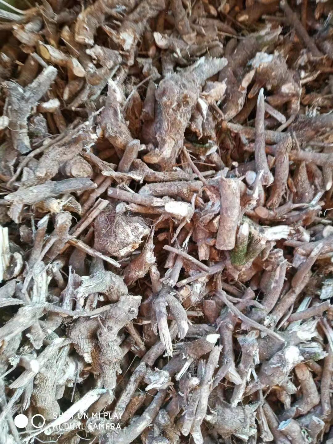 Acanthopanax senticosus