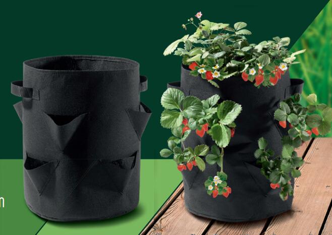 strawberry grow bag