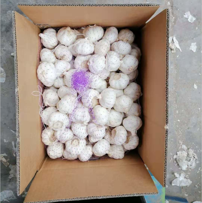 Chinese pure white garlic 6.0cm factory supply wholesale price
