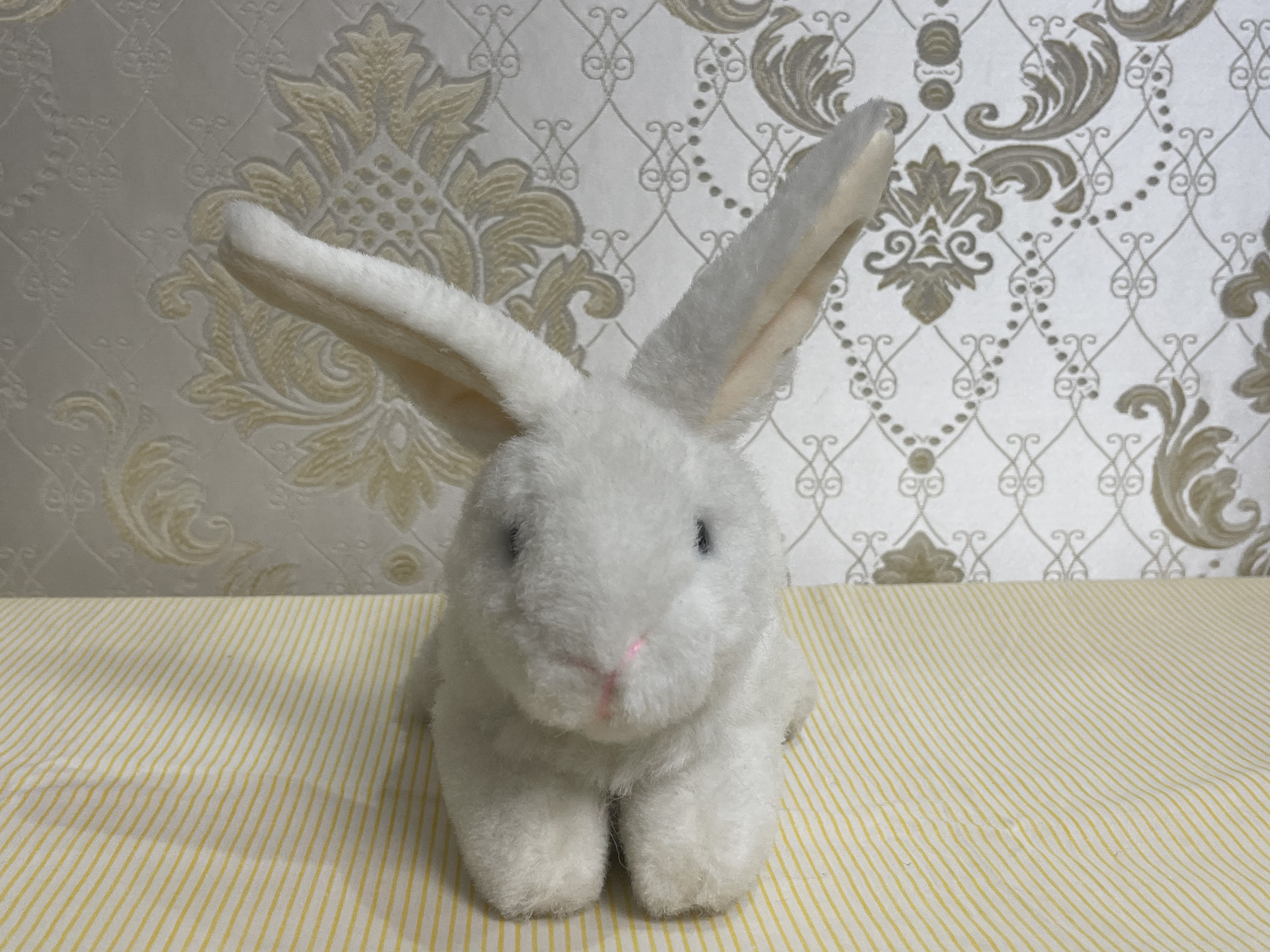 Little white rabbit