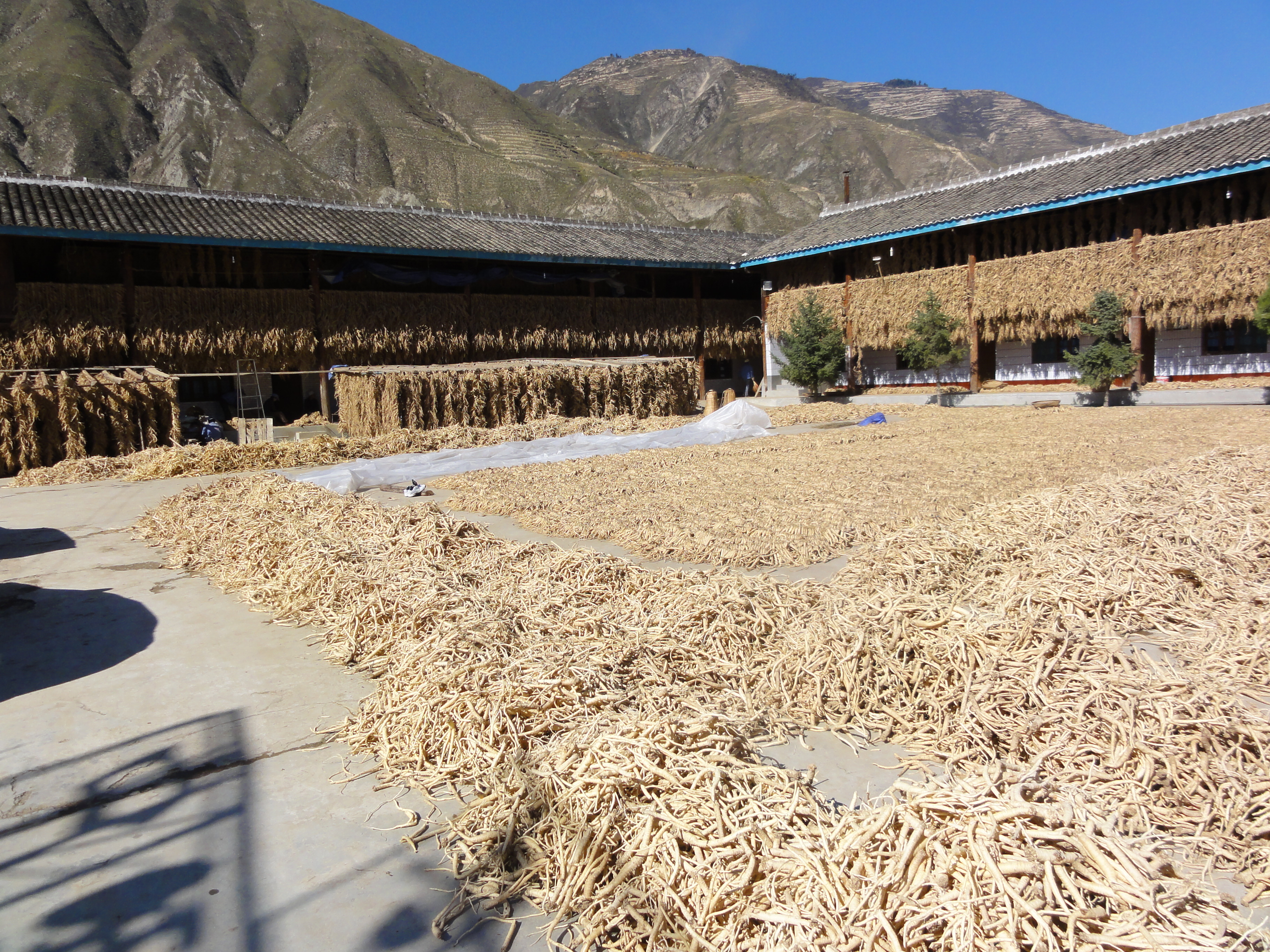 Wenxian Zhongzhai Wendang Production Area Generation Yuan Limited Company – 党参 1