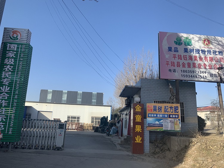 Pinglu County Golden Child Fruit Industry Professional Cooperative – Fresh apples 1