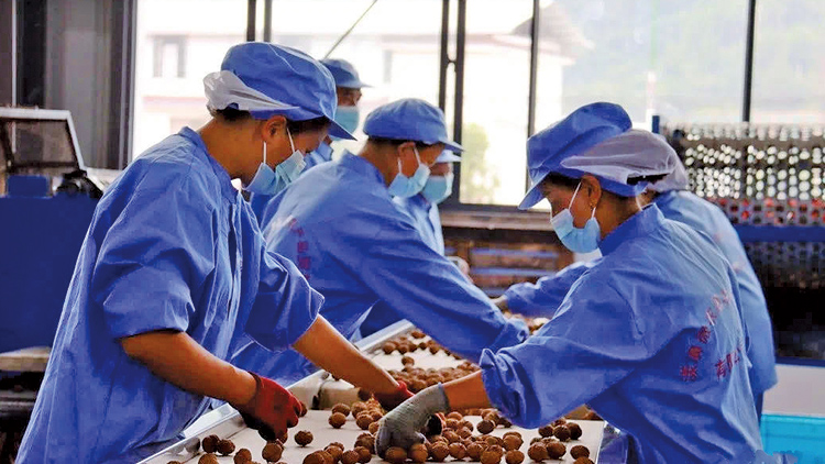 Yangbi Weinongyuan Agricultural Products Trading Co., Ltd. – Walnuts 1