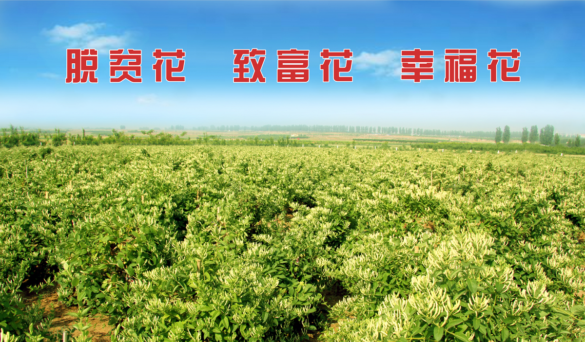 Xinjiang Jiujianpeng Agricultural Technology Co., Ltd. – herbal tea 3