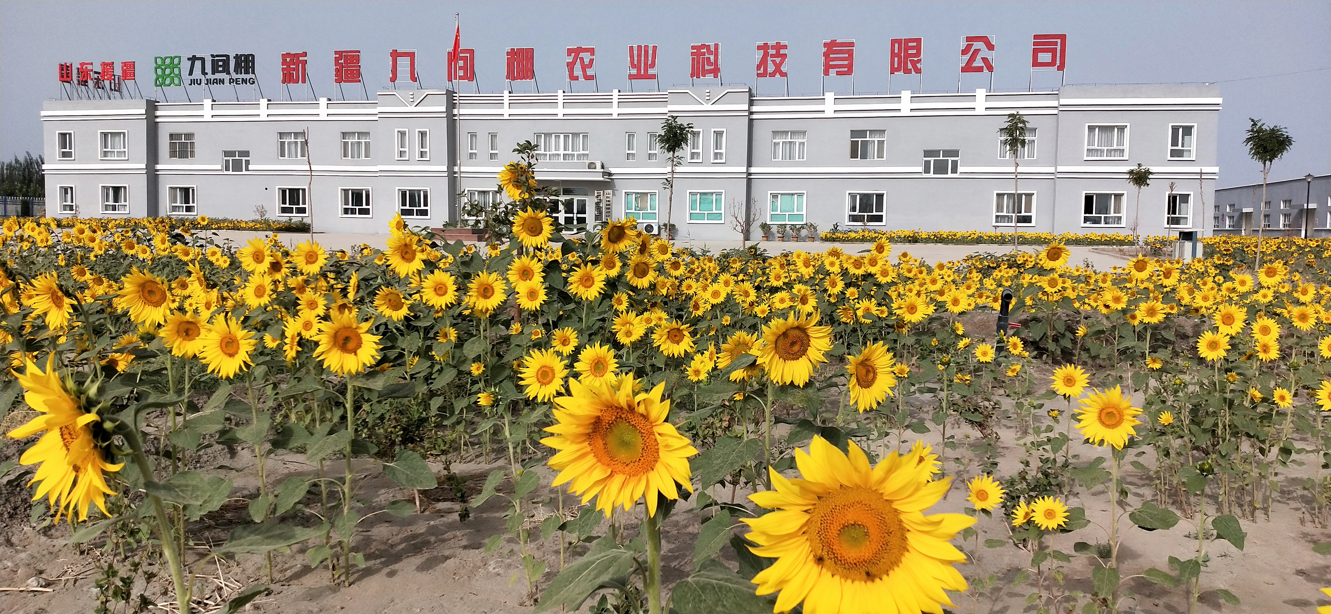 Xinjiang Jiujianpeng Agricultural Technology Co., Ltd. – Tea drinks 1
