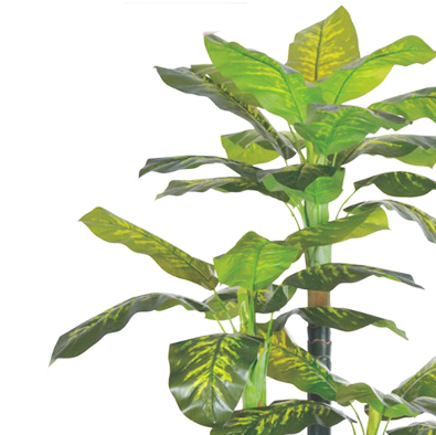 Evergreen Tree