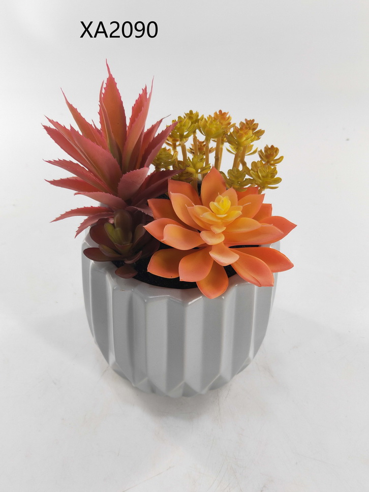 Spring succulent 3