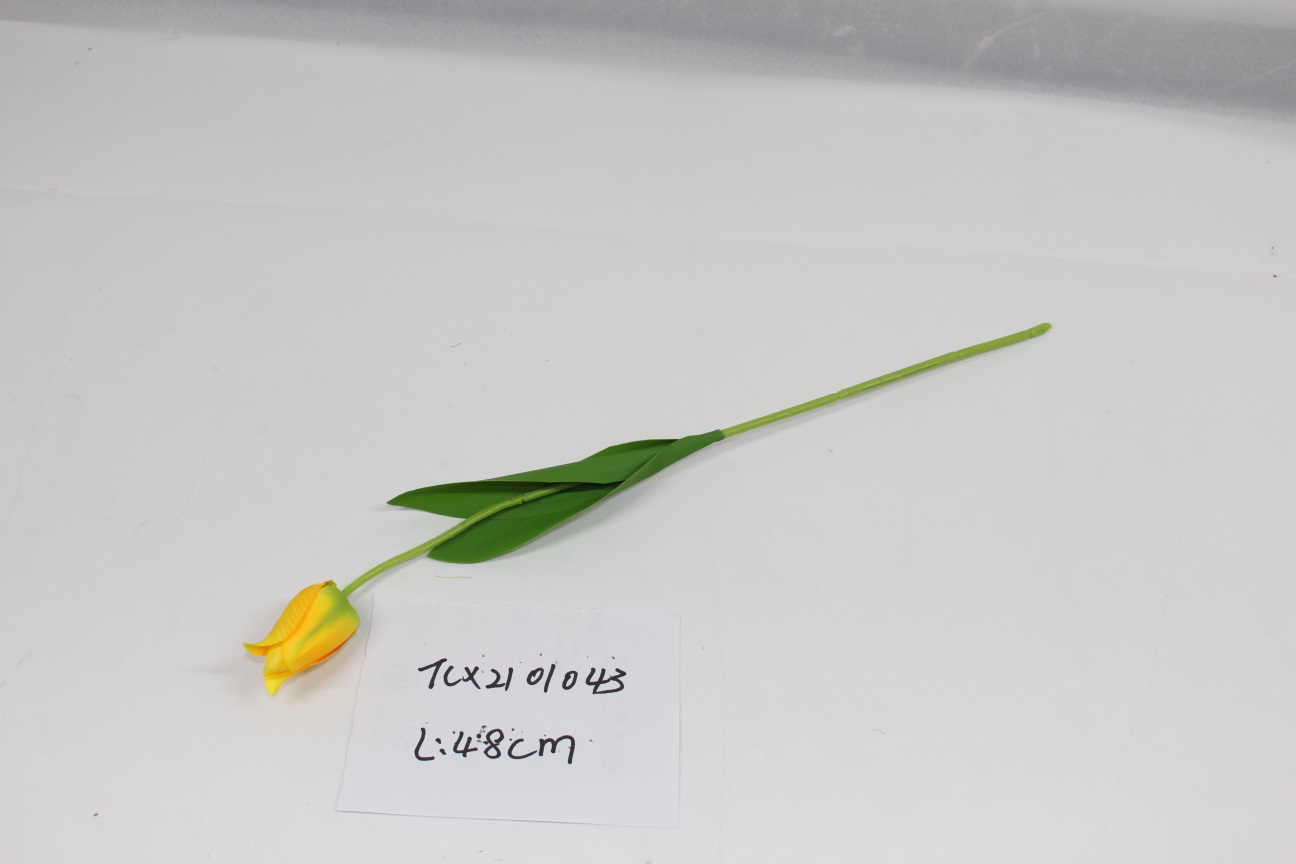 Tulip Single-5