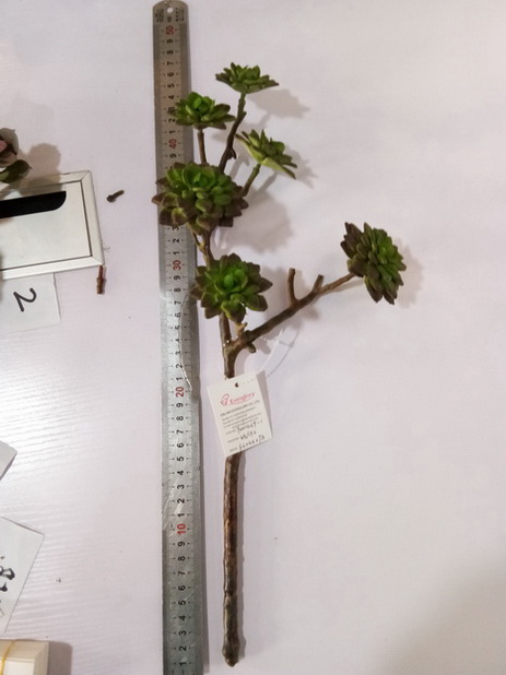 Succulent spray