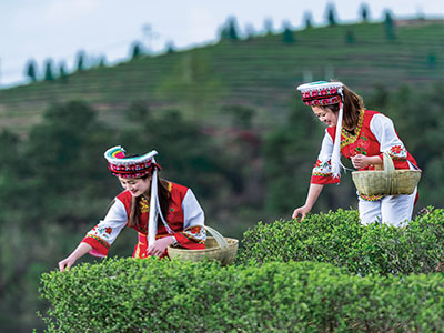 Shuicheng County Tea Development Co., Ltd. – Photos produits 2