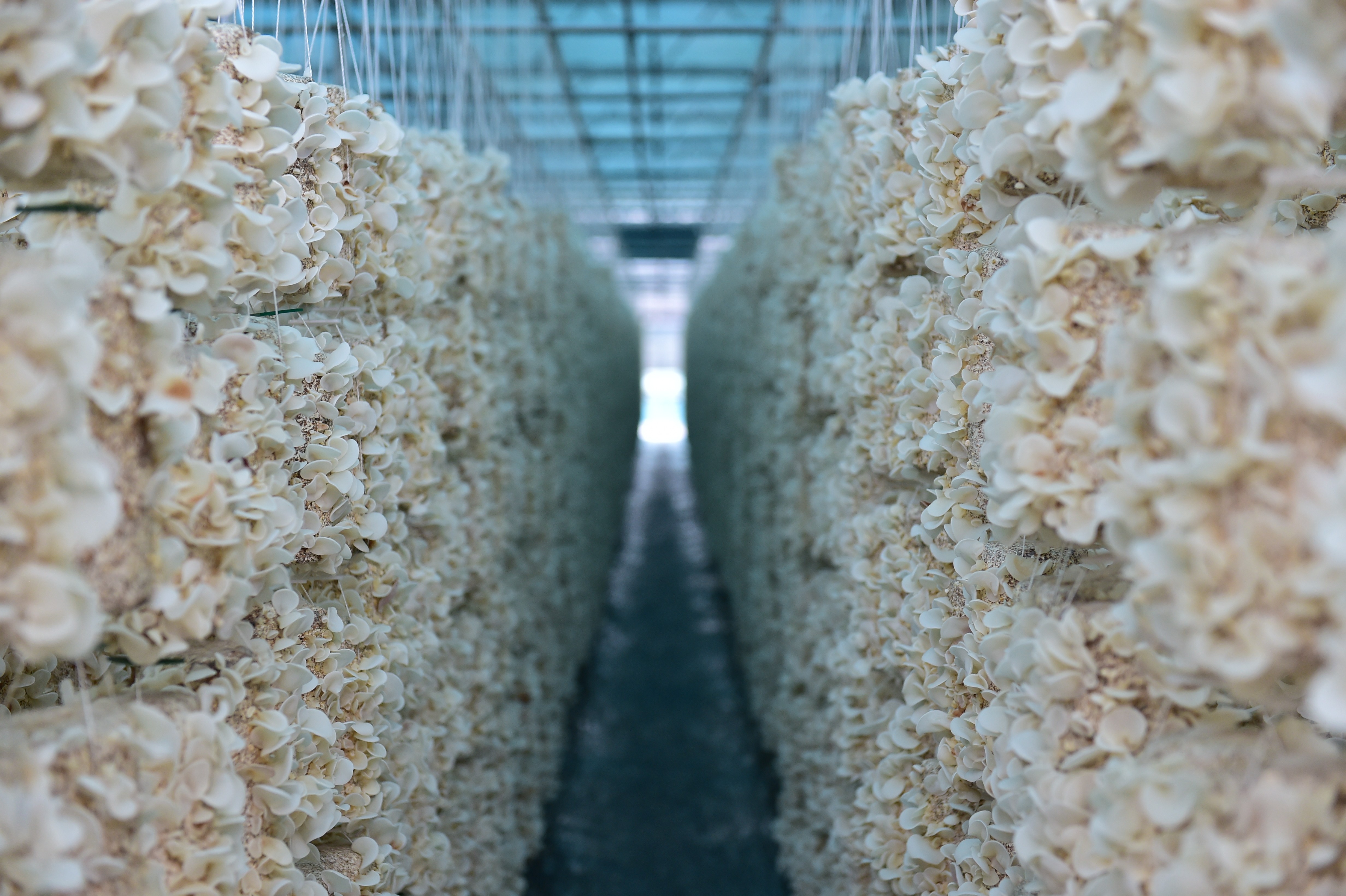 Guizhou Fangtian Fungal Industry Co., Ltd. – white fungus 2